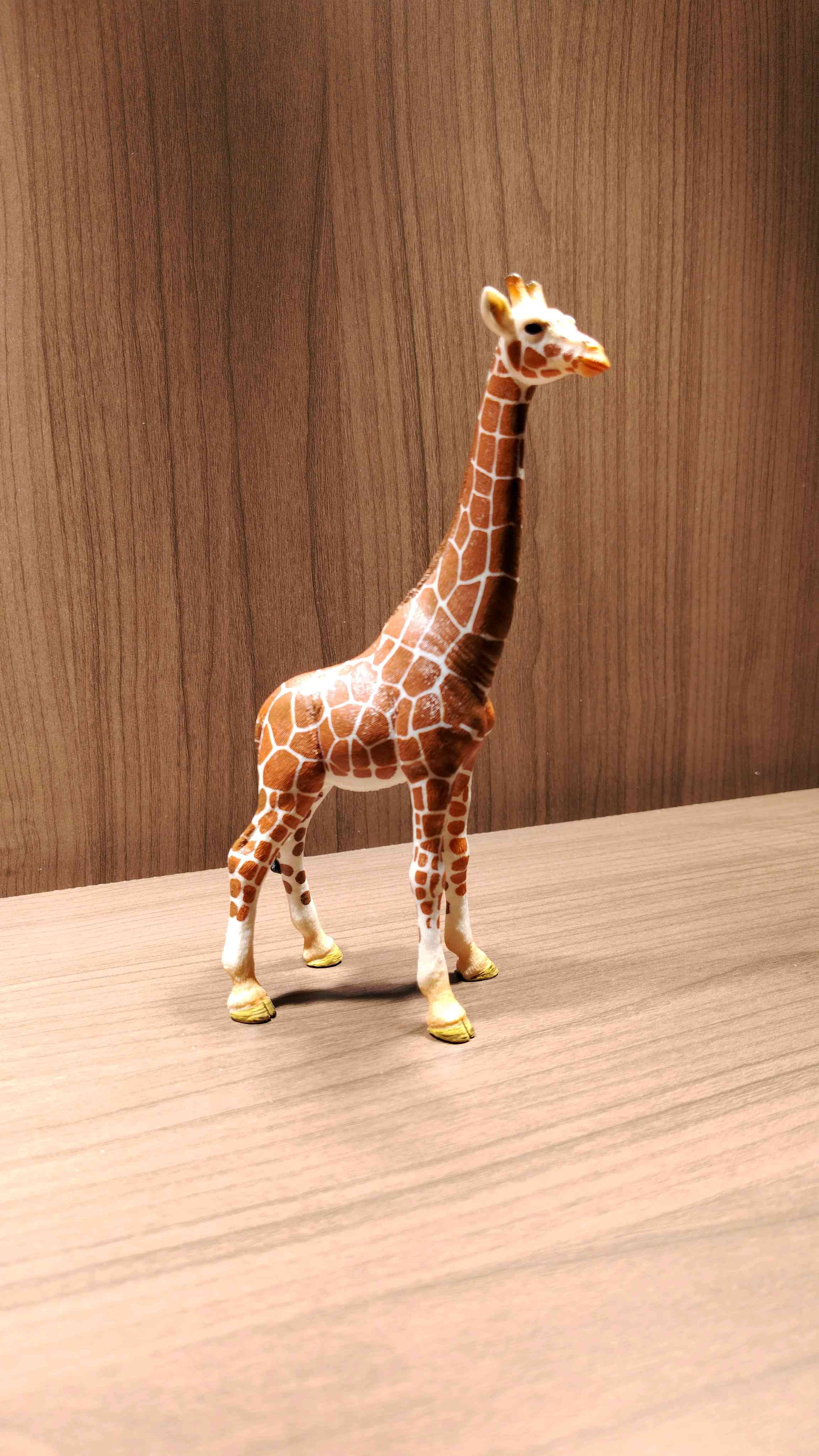 パキポ実生やってみた｜🍀GreenSnap（グリーンスナップ）