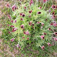 オキナグサ,翁草,山野草,絶滅危惧種,感謝の画像