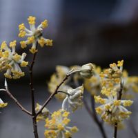 ミツマタ,自然観察,ジンチョウゲ科ミツマタ属,日光植物園4月の画像