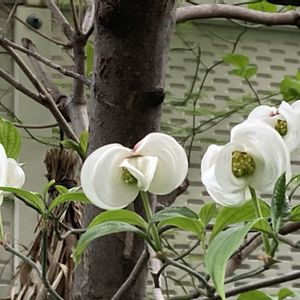 ハナミズキ クラウドナイン,開花,小さな庭の画像