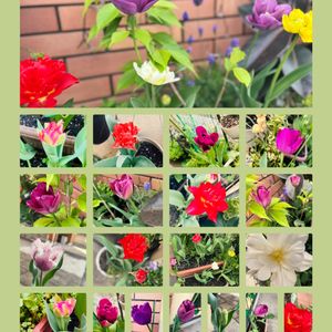 チューリップ,開花,球根植物,おうち園芸,玄関アプローチの画像