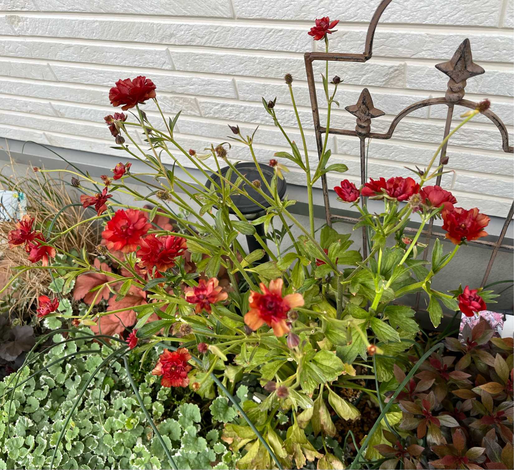 ラナンキュラスラックス ハデス 2023.1〜｜🍀GreenSnap（グリーン