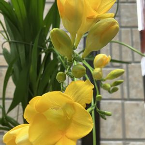 フリージア,咲いた！,黄色い花,庭の画像