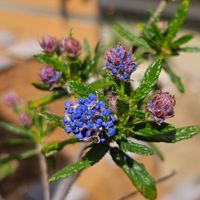 セアノサス,カリフォルニアライラック,青い花マニア,チーム・ブルー,木曜日は木に咲く花の画像