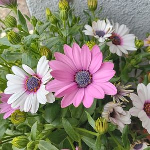 モッコウバラ,種まき,花のある暮らし,お花が好き♡,オステオ スペルマムの画像