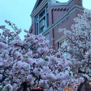 造幣局の八重桜,開花,季節の花,花のある暮らし,季節の風物詩の画像