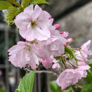 桜,エントランス,小さな庭の画像