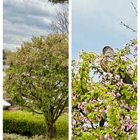 サクラ,ボックスウッド,鳥の巣,マメザクラ,プルモナリア シュリンプオンザバービーの画像