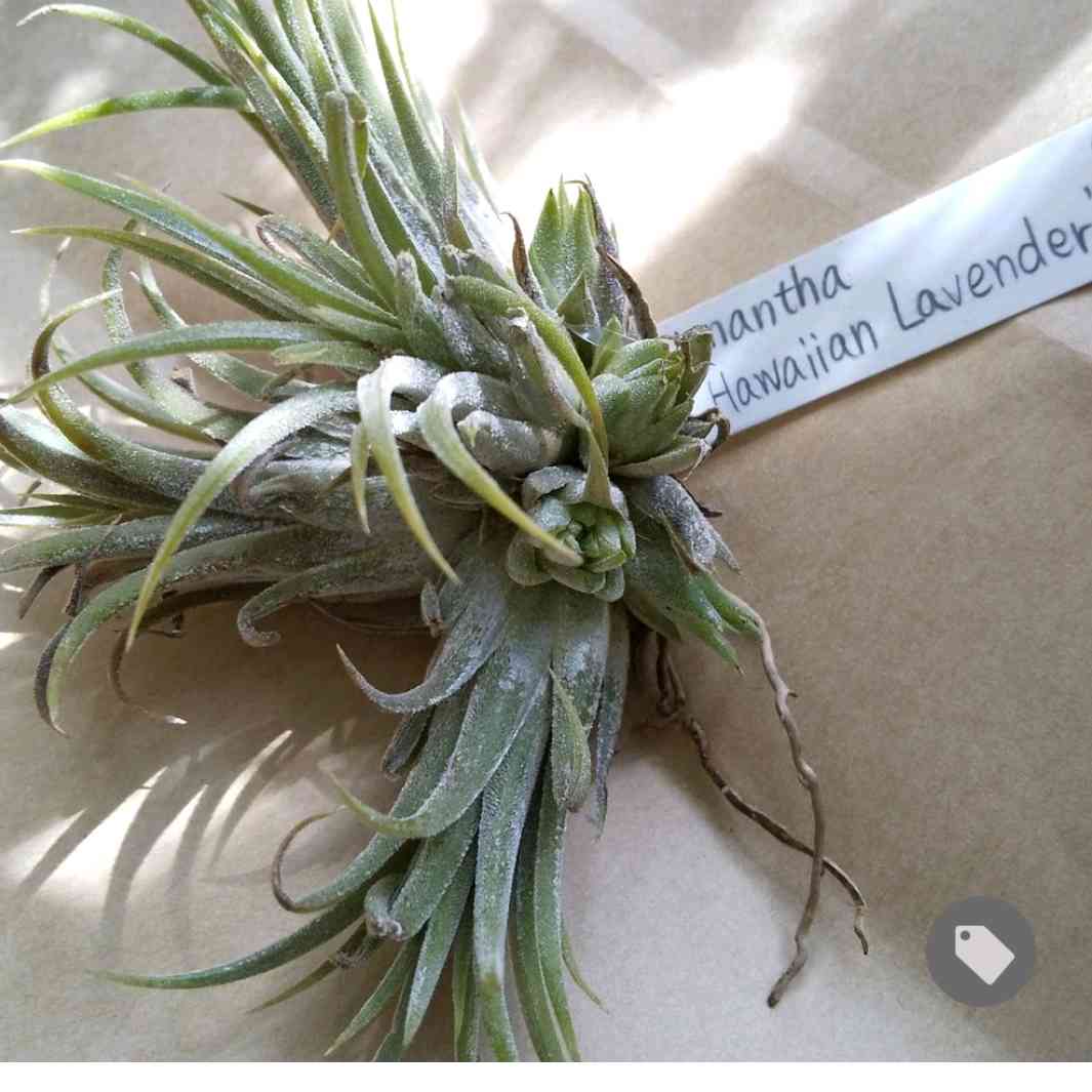 ブロメリア・エアープランツ Hawaiian Lavender チランジア イオナンタ ハワイアンラベンダー Tillandsia