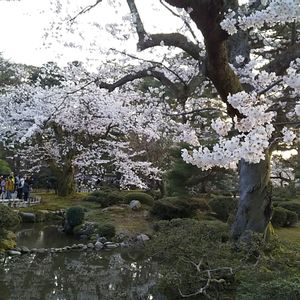 日本庭園,兼六園,癒し…♡,さくら 桜 サクラ,撮りだめの画像