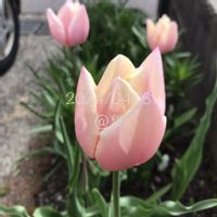 チューリップ,かわいい,ガーデニング,ピンクの花,スマホ撮影の画像
