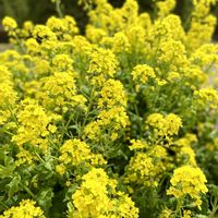 ガーデニング,京都府立植物園,黄色い花,春の訪れの画像