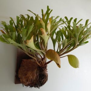 ビカクシダ リドレイ,観葉植物,シダ植物,着生植物,インテリアグリーンの画像