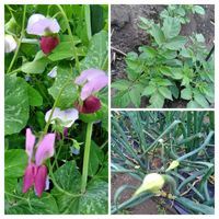 ジャガイモ,スナップエンドウ,タマネギ,家庭菜園,畑の画像