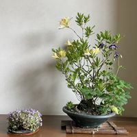 ミヤマオダマキ,ツタバウンラン,キレンゲツツジ,盆栽,草もの盆栽の画像