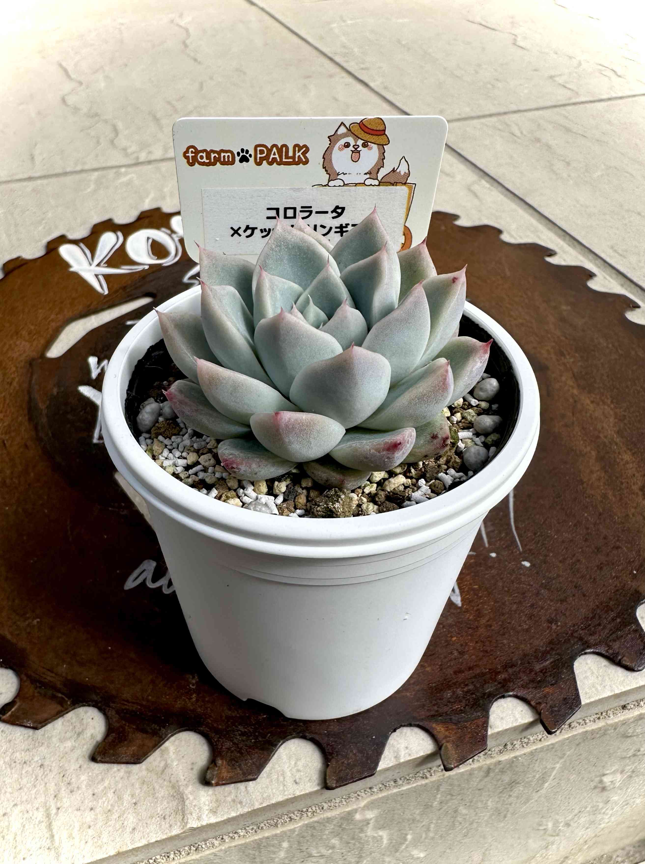 ホーリンぜ✕ケッセルリンギアナ❤️ 2023/08/07 | コキリノSucculents Life