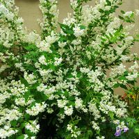 ヒメウツギ,ヒメウツギ,卯の花,姫うつぎ,botanical lifeの画像