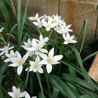 オーニソガラムの画像