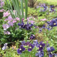 ネメシア,宿根ネメシア,ブルーの花,モリモリ！,4月の庭の画像
