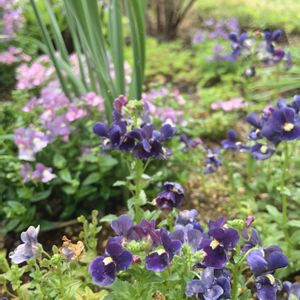 ネメシア,宿根ネメシア,ブルーの花,モリモリ！,4月の庭の画像