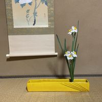 スイセン,生け花,花のある暮らし,床の間,和室の画像