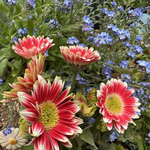ガーベラ,赤い花,鉢植え,花のある暮らし,今日のお花の画像