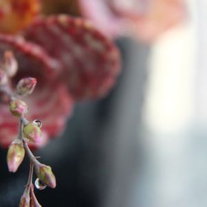 カランコエ・フミリス,多肉植物,花芽,ベンケイソウ科カランコエ属の画像