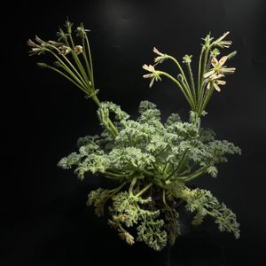 ペラルゴニウム,ペラルゴニウム・アッペンディクラツム,塊根植物,もけもけ,咲きましたの画像