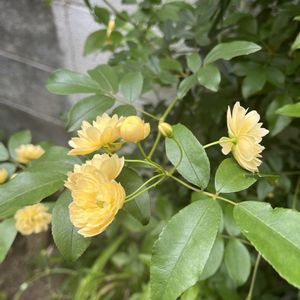 モッコウバラ,咲いた！,花のある暮らし,バラ・ミニバラ,庭の画像