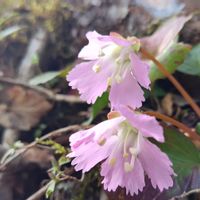イワウチワ,野の花山の花の画像