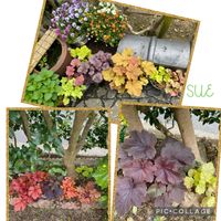 ヒューケラ,季節の花,玄関アプローチ,庭の画像