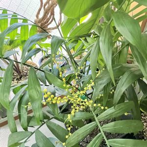テーブルヤシ,観葉植物,GREEN UP!,ガーデンネックレス横浜2024コンテスト,部屋の画像