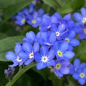 ワスレナグサ,ガーデニング,青い花,緑のある暮らし,春のお花の画像