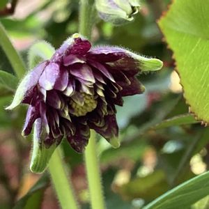 オダマキ ブラックバロー,開花,小さな庭の画像