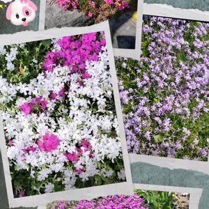シバザクラ,芝桜,紫の花,感謝,今日の花の画像