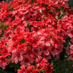 バーベナ,バラ,松葉菊,鉢植えのお花,赤いお花たちの画像