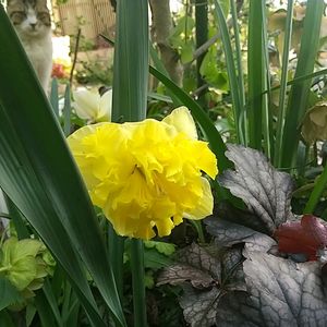 水仙,カラーリーフ♡,私の庭よ,マイガーデン,我が家の花壇の画像