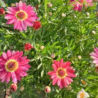 花のある暮らし,お花が好き♡,セネッティ,マックスマム朝焼けピンク,小さな庭の画像