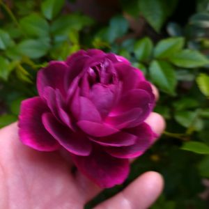 バラ,バラ(バーガンディ アイスパーク),鉢植え,ガーデニング,ばら バラ 薔薇の画像