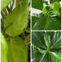 シンゴニウム,コーヒーの木,観葉植物,葉っぱ,観葉植物を楽しむの画像
