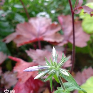 西洋オダマキ,フロックス ブルーパヒューム,虞美人草　ラズベリーリップル,種まき,花のある暮らしの画像
