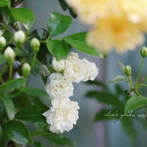 バラ,白モッコウバラ,地植え,白い花,花のある暮らしの画像