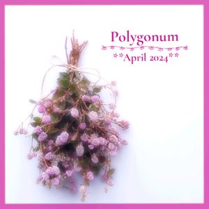ポリゴナム（ヒメツルソバ）,グランドカバー,可愛い,ピンクの花,小花の画像