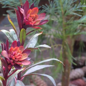 ユーフォルビア ブラックバード,花のある暮らし,わが家の観葉植物❢,観葉植物のある暮らし,アンティークビオラの画像