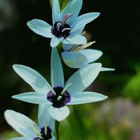 イキシア,イキシア,イキシア ビリディフローラ,アオスジアゲハ蝶,青い花の画像