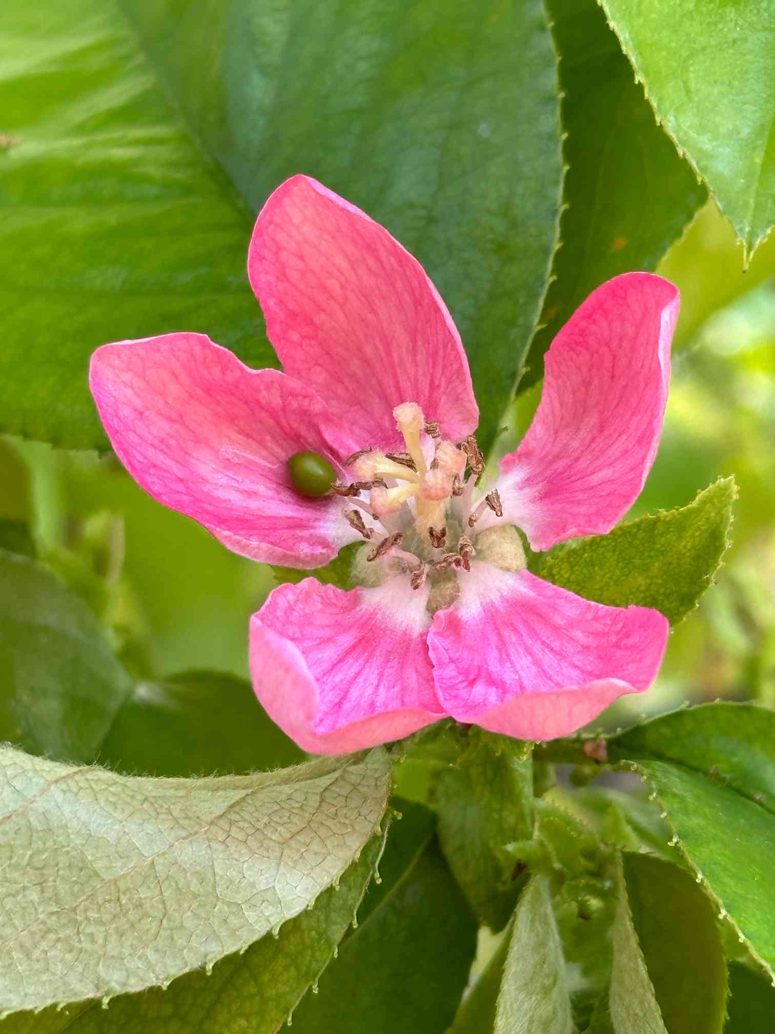 お賽銭箱 材質カリン（花梨） 花梨（カリン） | 商品紹介 | 梶本銘木店