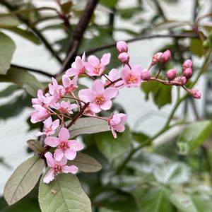 エゾノウワミズザクラ【コロラータ】,花木,ピンクの花,シェードガーデン,放置栽培の画像