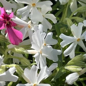 シバザクラ,花壇,ガーデニング,山野草,今日のお花の画像