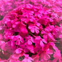 芝桜,シバザクラ（芝桜）,花言葉,ピンクの花,今日のお花の画像