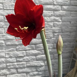 アマリリス,赤い花,鉢植え,球根,開花の画像
